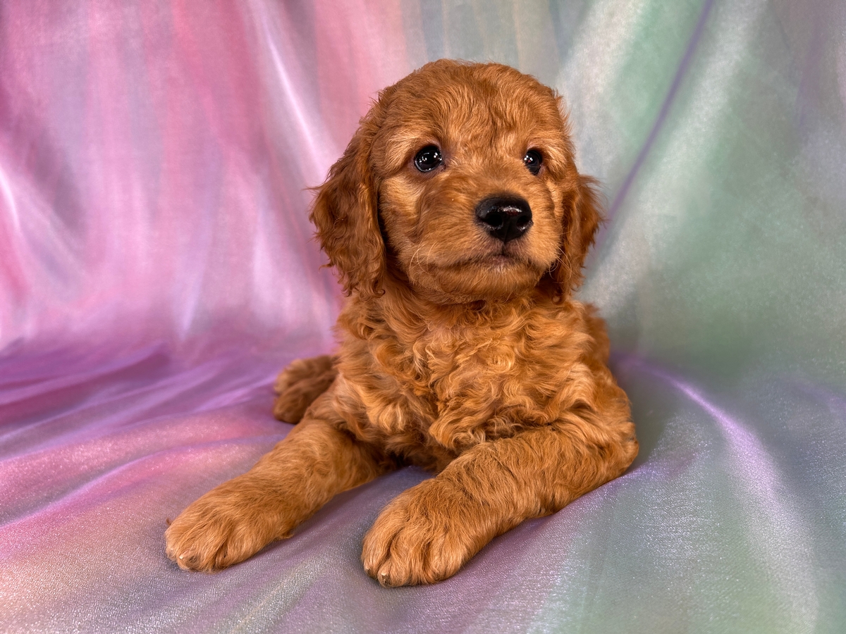 Male Miniature Golden Doodle Puppy for Sale DOB 5-3-2026 $1200